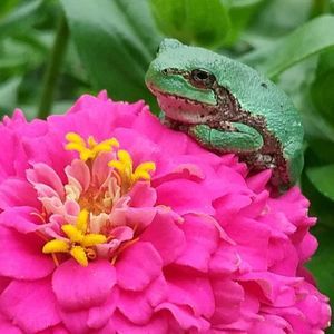 Meet your Posher, Dawn